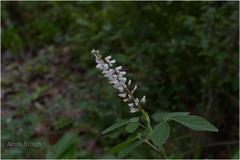 Desmodium heterocarpon var. heterocarpon